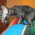 Savannah, Black on Black Male, DOB 4-20-17