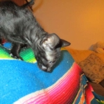 Savannah, Black on Black Male, DOB 4-20-17