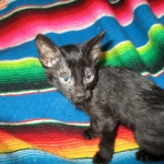 Savannah, Black on Black Male, DOB 4-20-17