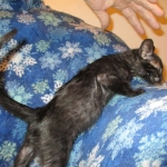 Savannah, Black on Black Male, DOB 4-20-17