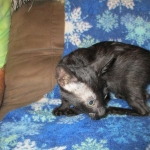 Savannah, Black on Black Male, DOB 4-20-17