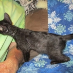 Savannah, Black on Black Male, DOB 4-20-17