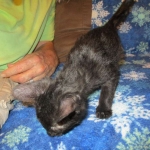 Savannah, Black on Black Male, DOB 4-20-17