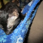 Savannah, Black on Black Male, DOB 4-20-17