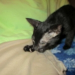 Savannah, Black on Black Male, DOB 4-20-17