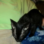 Savannah, Black on Black Male, DOB 4-20-17