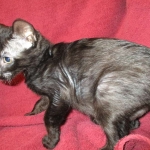 Magic, Savannah, Black on Black Male, DOB 4-20-17