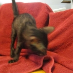 Magic, Savannah, Black on Black Male, DOB 4-20-17