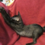 Magic, Savannah, Black on Black Male, DOB 4-20-17