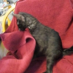 Magic, Savannah, Black on Black Male, DOB 4-20-17