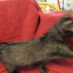 Magic, Savannah, Black on Black Male, DOB 4-20-17