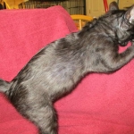 Magic, Savannah, Black on Black Male, DOB 4-20-17