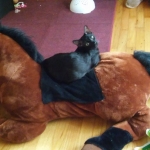 Magic, F-6SBT, male, Savannah, DOB 4-2017