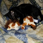 Magic, F-6SBT, male, Savannah, DOB 4-2017