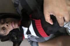 Rasheed, Savannah, F-6SBT Black on Black Male DOB 9-19-17