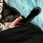 Rasheed, Savannah, F-6sbt, black on black male DOB 9/19/17