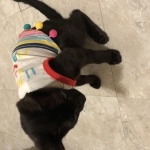 Rasheed, Savannah, F-6sbt, black on black male DOB 9/19/17