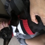 Rasheed, Savannah, F-6sbt, black on black male DOB 9/19/17