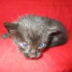 Savannah, F-SBT, Black on Black Male, DOB 9-19-17