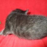 Savannah, F-SBT, Black on Black Male, DOB 9-19-17