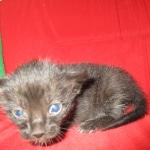 Savannah, F-SBT, Black on Black Male, DOB 9-19-17