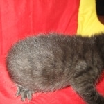 Savannah, F-SBT, Black on Black Male, DOB 9-19-17