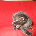 Savannah, F-SBT, Black on Black Male, DOB 9-19-17