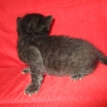 Savannah, F-SBT, Black on Black Male, DOB 9-19-17