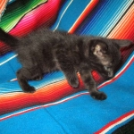 Savannah, F-SBT, Black on Black Male, DOB 9-19-17