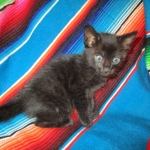 Savannah, F-SBT, Black on Black Male, DOB 9-19-17