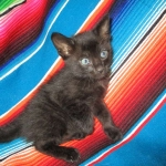 Savannah, F-SBT, Black on Black Male, DOB 9-19-17