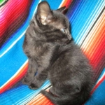 Savannah, F-SBT, Black on Black Male, DOB 9-19-17