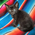 Savannah, F-SBT, Black on Black Male, DOB 9-19-17