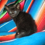 Savannah, F-SBT, Black on Black Male, DOB 9-19-17