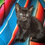 Savannah, F-SBT, Black on Black Male, DOB 9-19-17