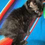 Savannah, F-SBT, Black on Black Male, DOB 9-19-17