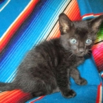 Savannah, F-SBT, Black on Black Male, DOB 9-19-17