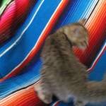 Savannah, F-SBT, Black on Black Male, DOB 9-19-17