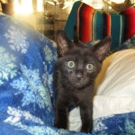 Savannah, F-SBT, Black on Black Male, DOB 9-19-17