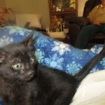 Savannah, F-SBT, Black on Black Male, DOB 9-19-17