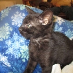 Savannah, F-SBT, Black on Black Male, DOB 9-19-17