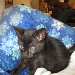 Savannah, F-SBT, Black on Black Male, DOB 9-19-17