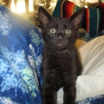 Savannah, F-SBT, Black on Black Male, DOB 9-19-17