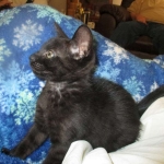 Savannah, F-SBT, Black on Black Male, DOB 9-19-17