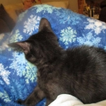 Savannah, F-SBT, Black on Black Male, DOB 9-19-17