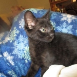 Savannah, F-SBT, Black on Black Male, DOB 9-19-17