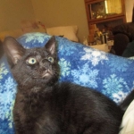 Savannah, F-SBT, Black on Black Male, DOB 9-19-17