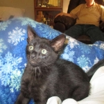 Savannah, F-SBT, Black on Black Male, DOB 9-19-17