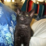 Savannah, F-SBT, Black on Black Male, DOB 9-19-17