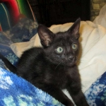 Savannah, F-SBT, Black on Black Male, DOB 9-19-17